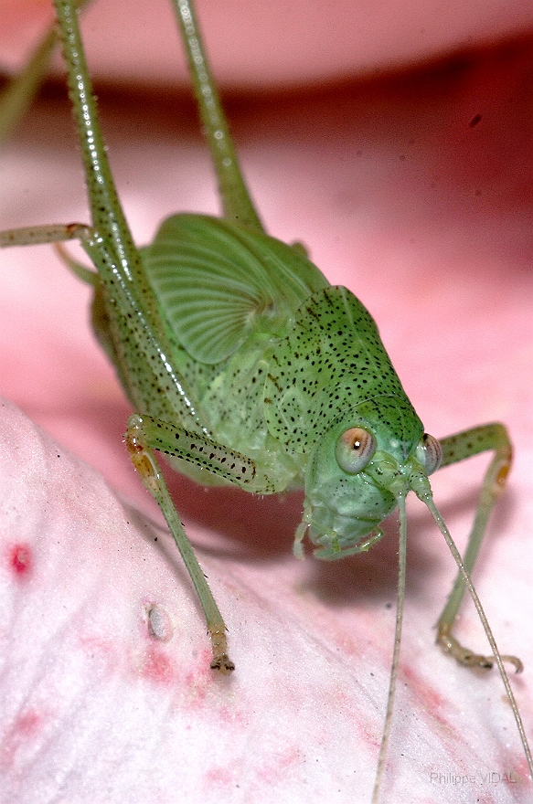 092 - Sauterelle sur une rose (2).JPG